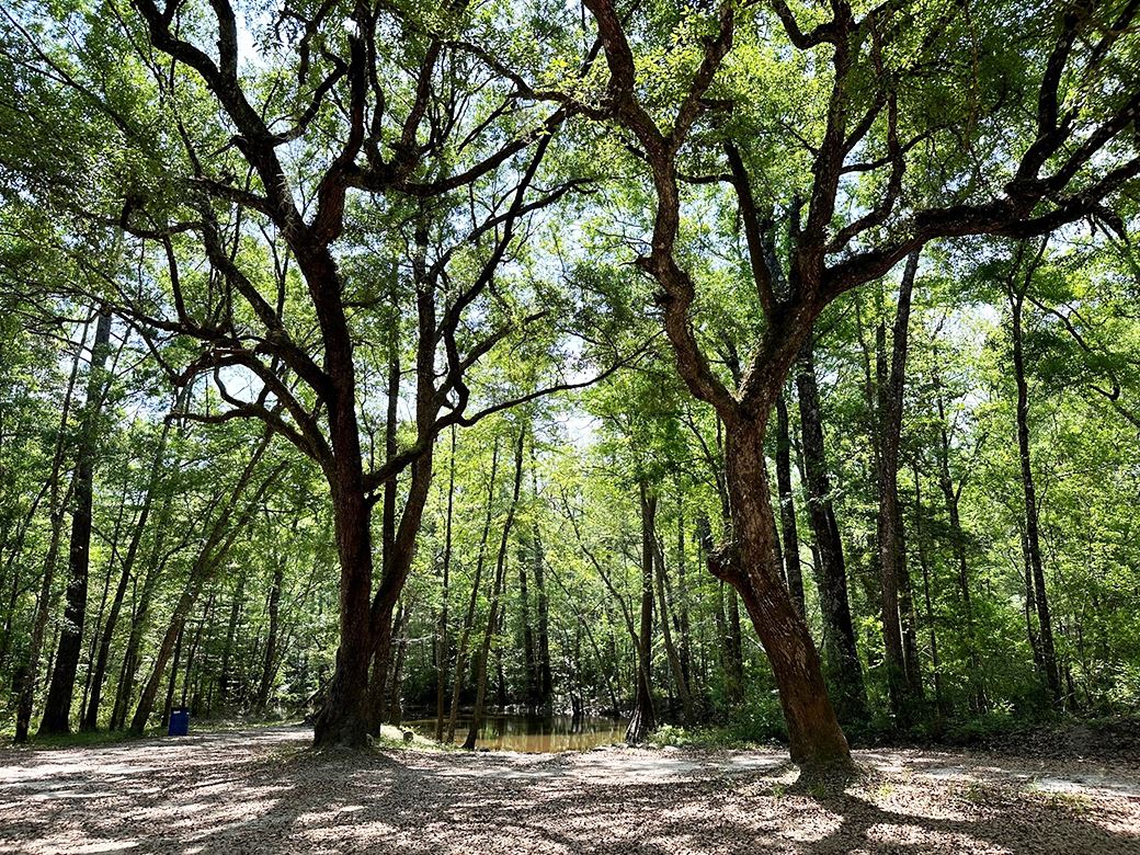 Bruce Creek Landing Picture